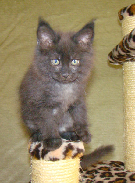     Catsvill County!   !    !       !!!    Catsvill County +7-926-544-74-09     .   ,   ,   ,    ,   ,  ,     ,   -,    ,   !